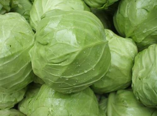 蔬菜品種:包菜/卷心菜