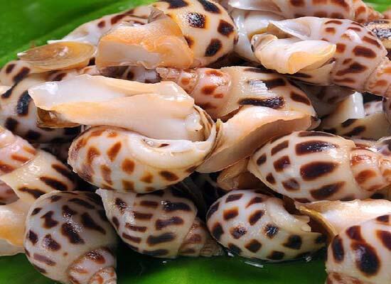 新鮮水產海鮮：花螺