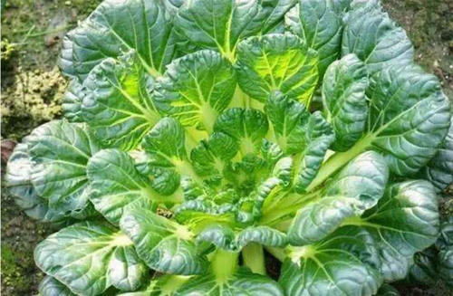 廣州生鮮蔬菜配送中心淺談:冬日蔬菜王者“烏塌菜”