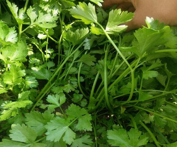 1760174372.jpg tupian_xiangqin4.jpg